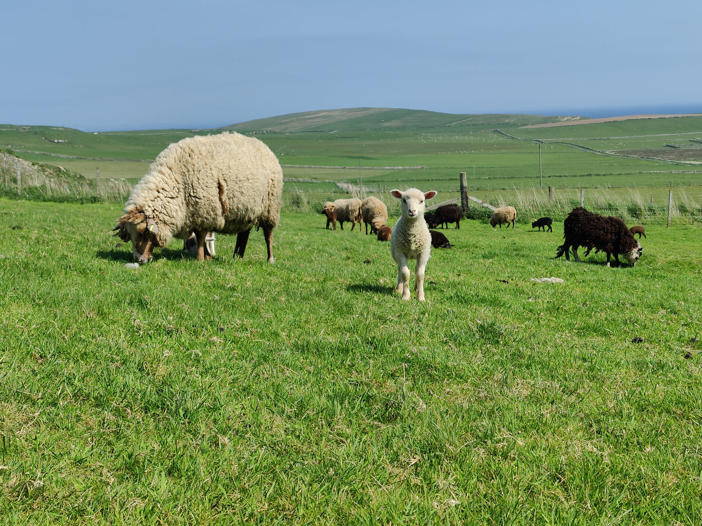 Our sheep enjoying the sunshine. This shows the ewe we call "Robot" and her inquisitive lamb.