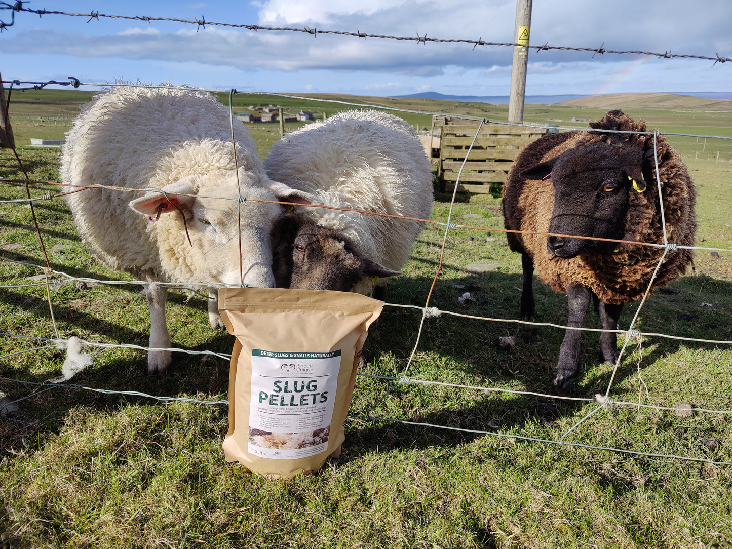 3 sheep looking at a packet of slug wool pellets. 