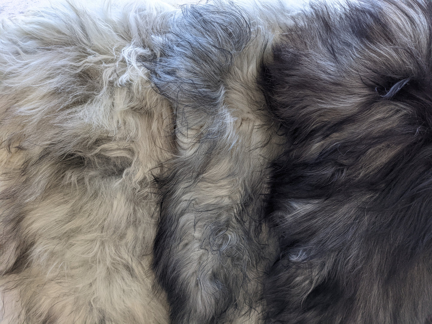 3 colours of natural undyed Grey Sheepskin Rug