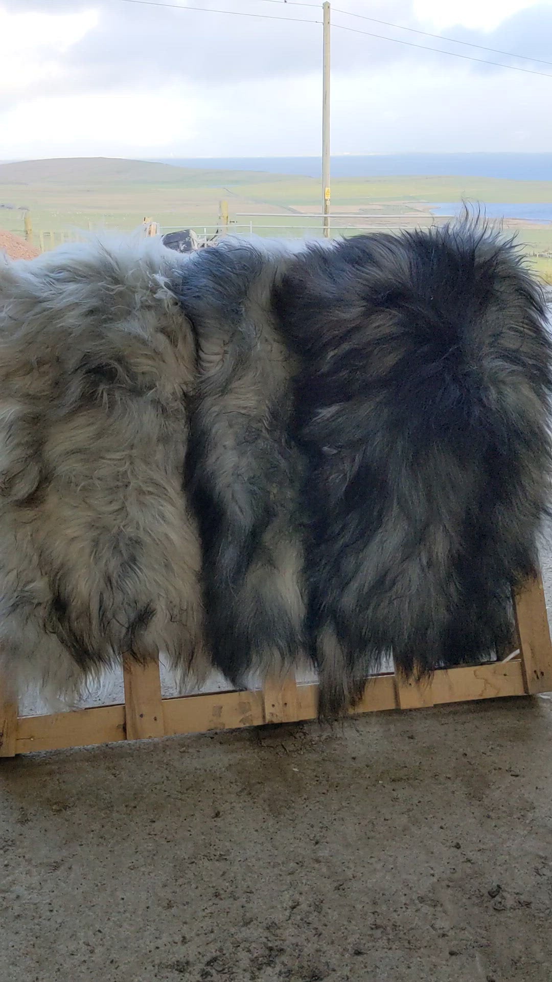 3 natural colours of Grey Sheepskin Rugs; light, medium and dark