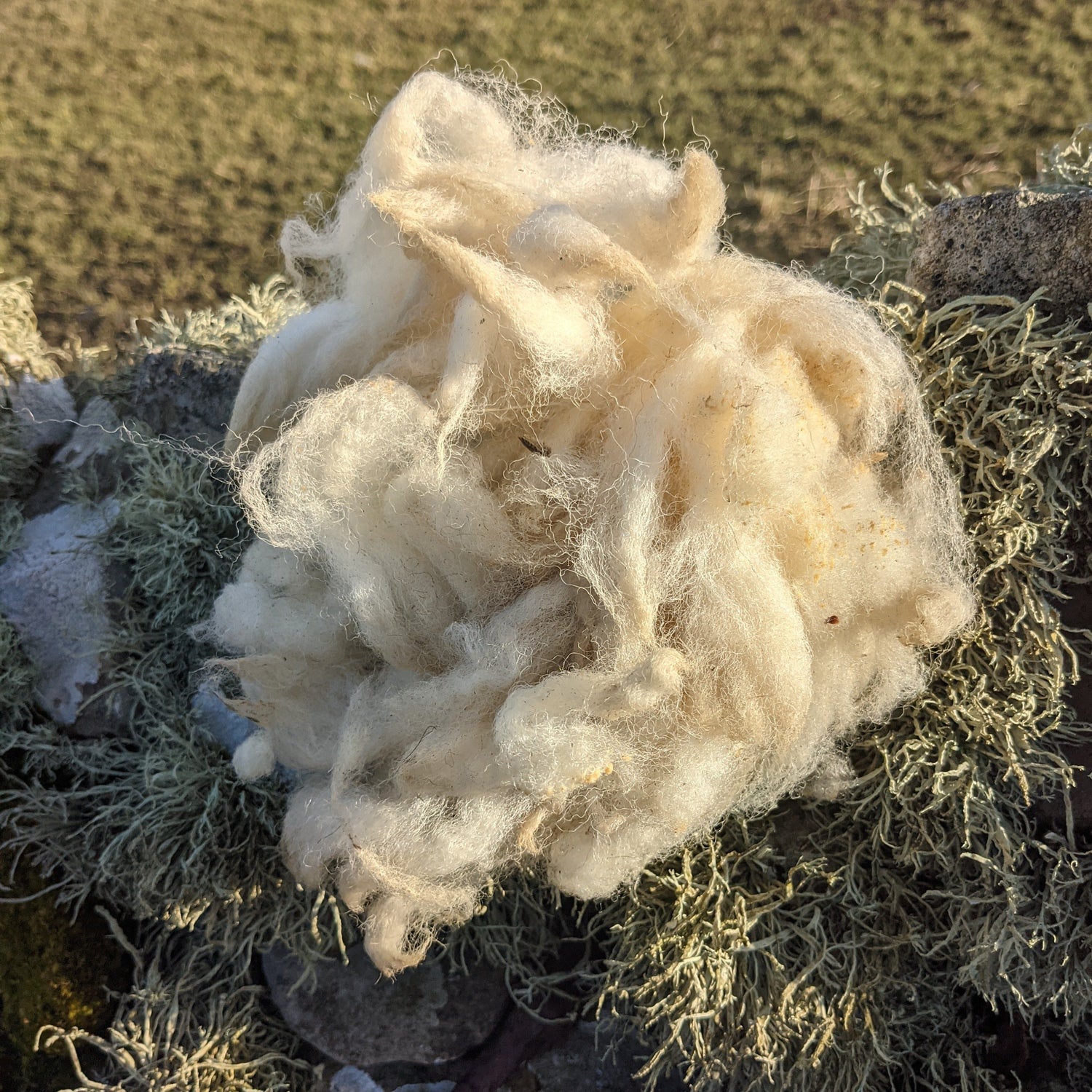 Sheep wool for wild birds to use as nesting material