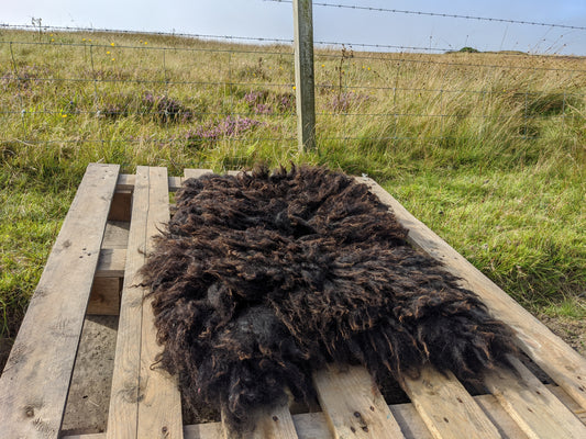 Black living rug, made with shetland fleece from our own flock.