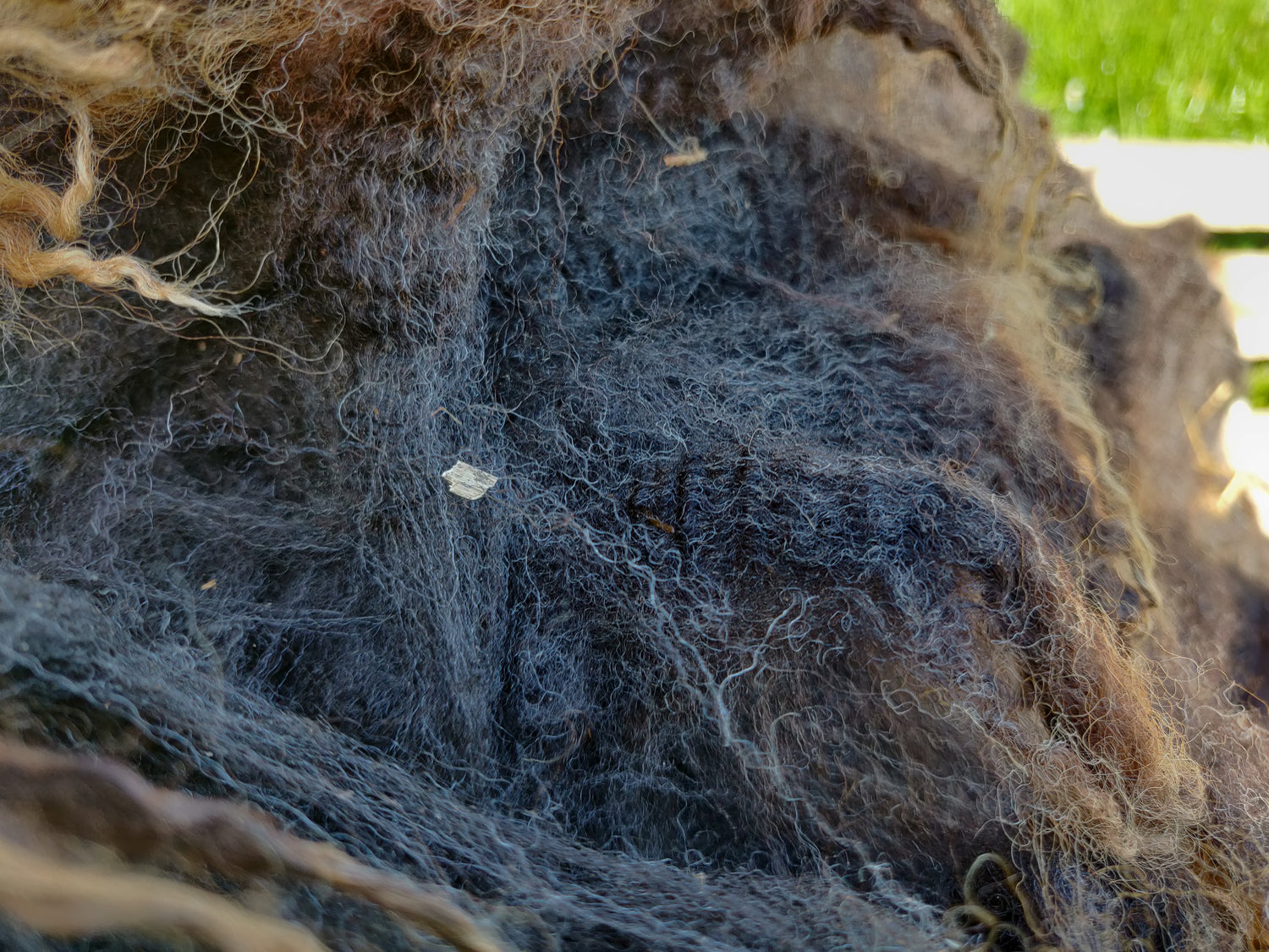 Crimp of the fibres of a shetland fleece