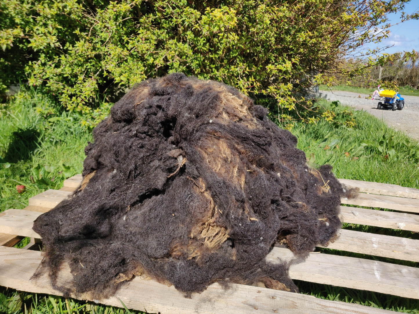 Rolled Black Shetland Fleece - the tips are rolled inside