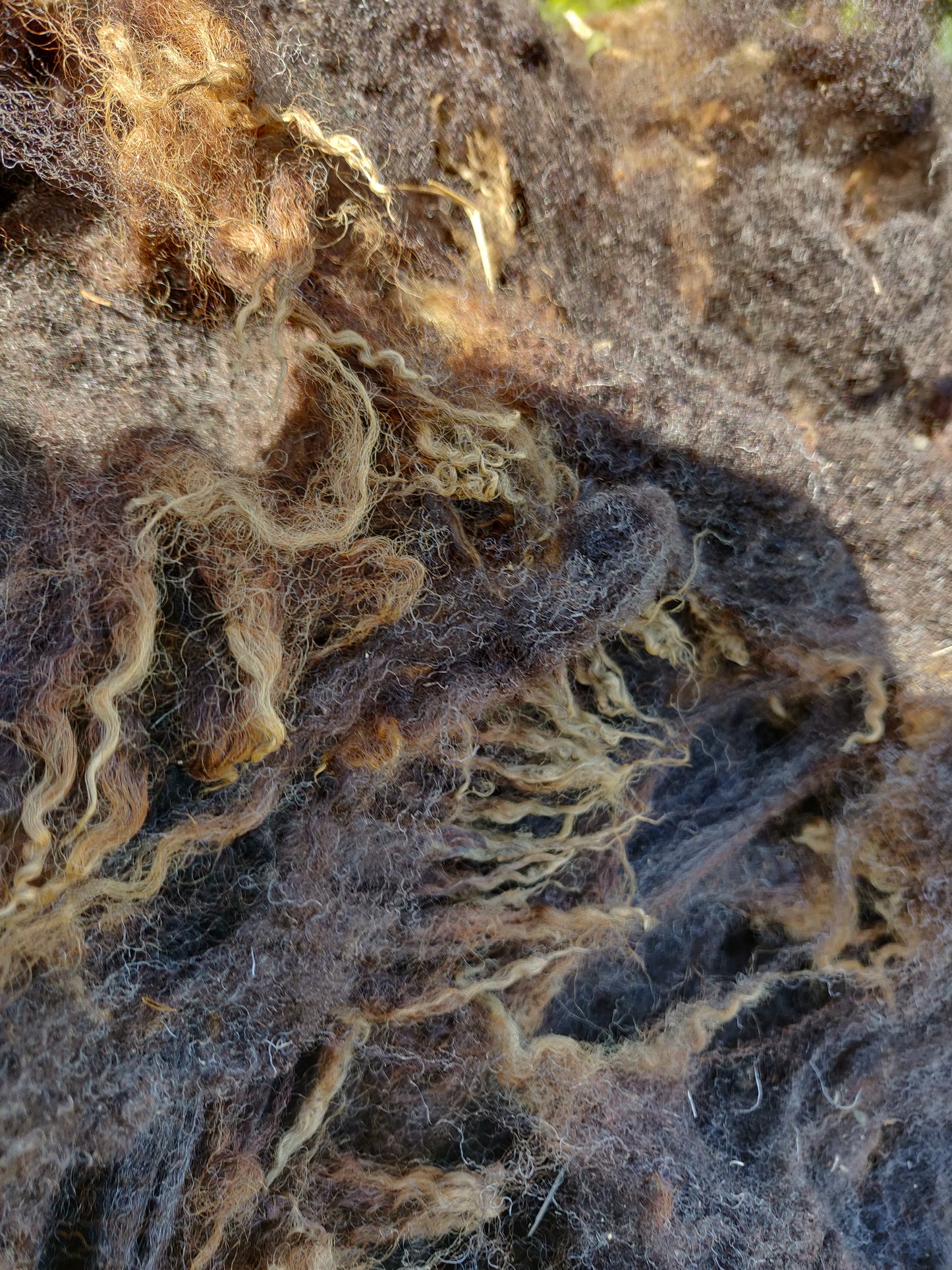 Close up showing crimp and curl of shetland fleece