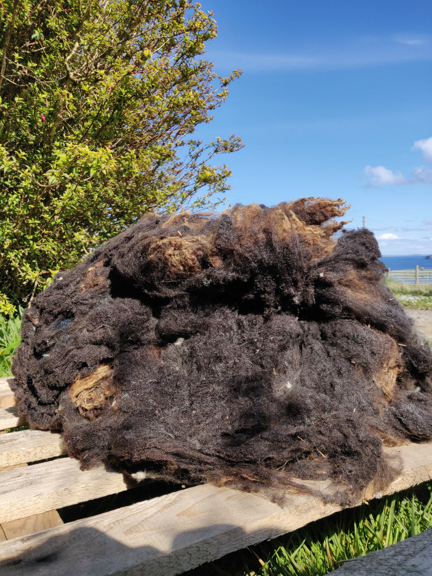 Whole Raw Black Shetland Fleece