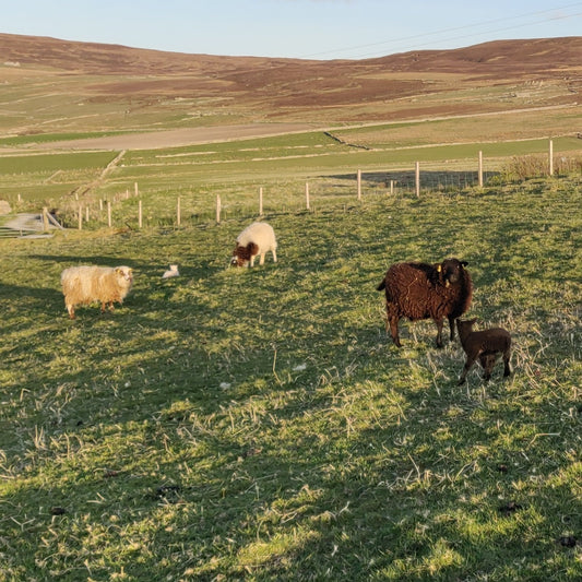 Black Shetland Lambs Fleece