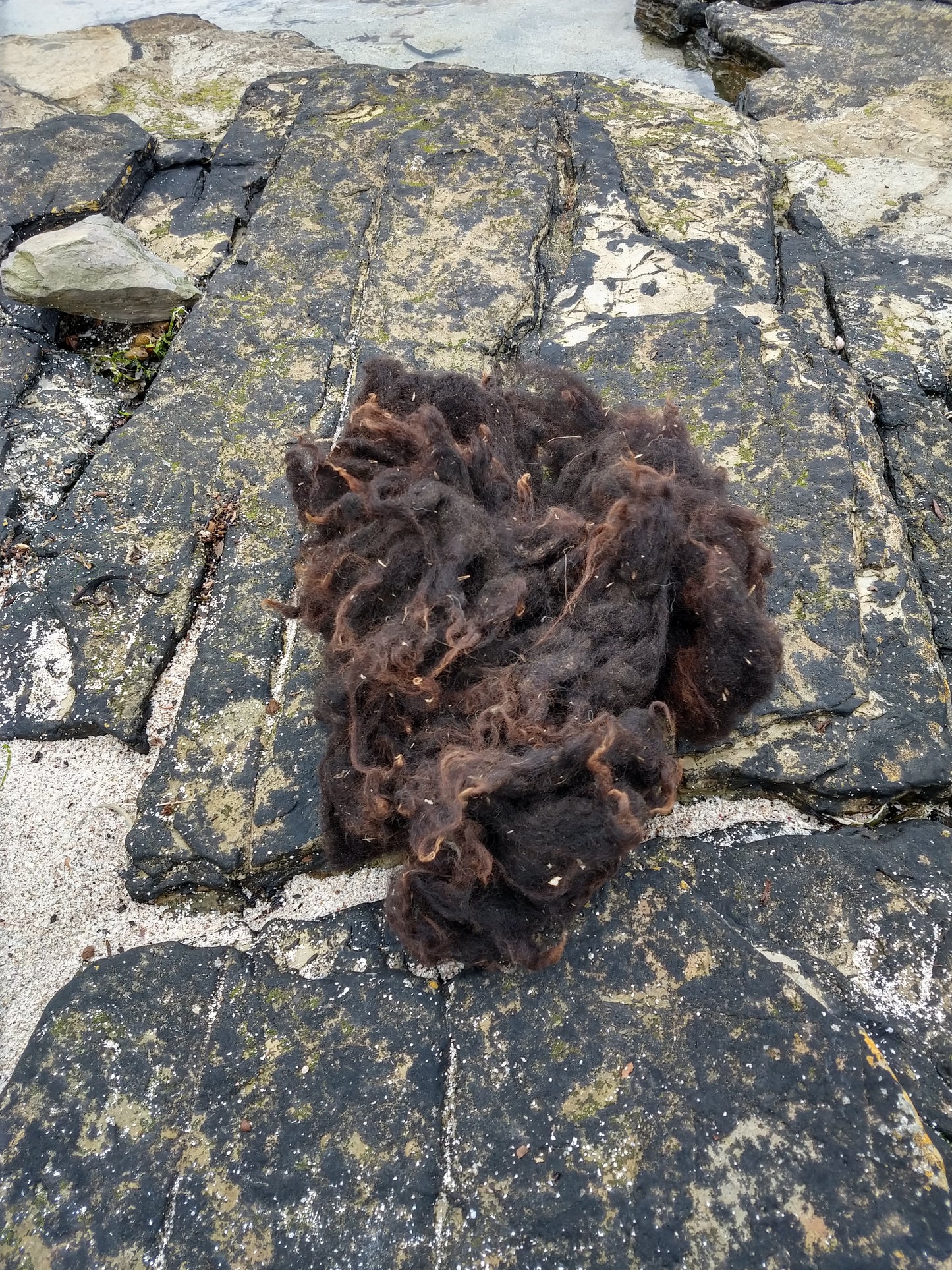 Black Shetland Lambs Fleece