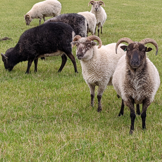 Boreray sheep in grass