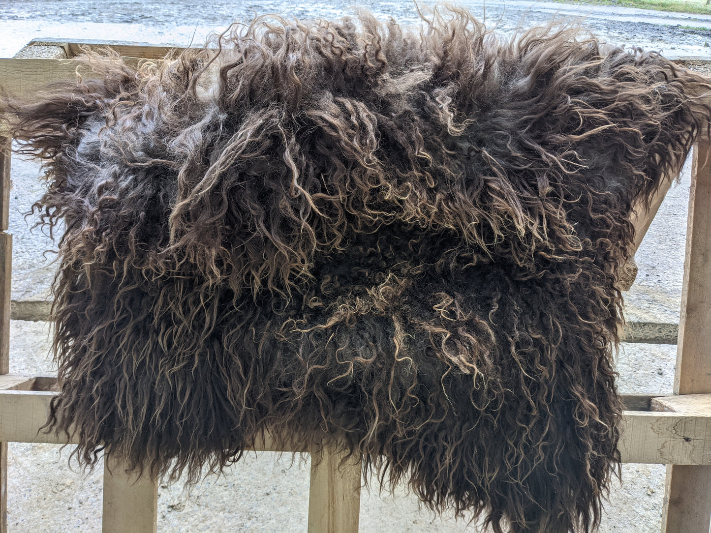 Texture of a Curly Brown Sheepskin Rug