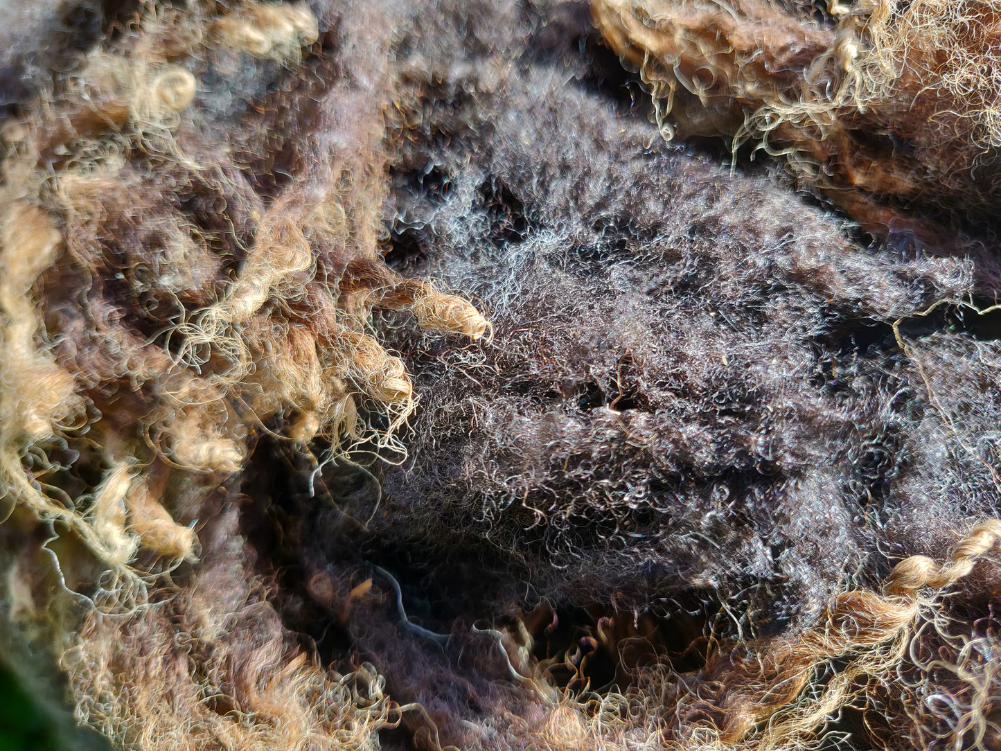 Close up of the curl of a shetland sheep fleece