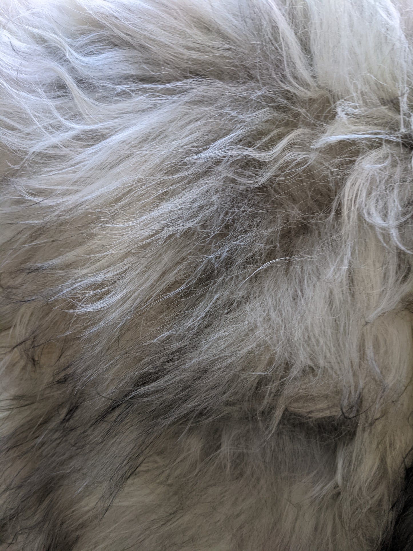 Close up of fur of Grey Sheepskin Rug - showing 6 inch length