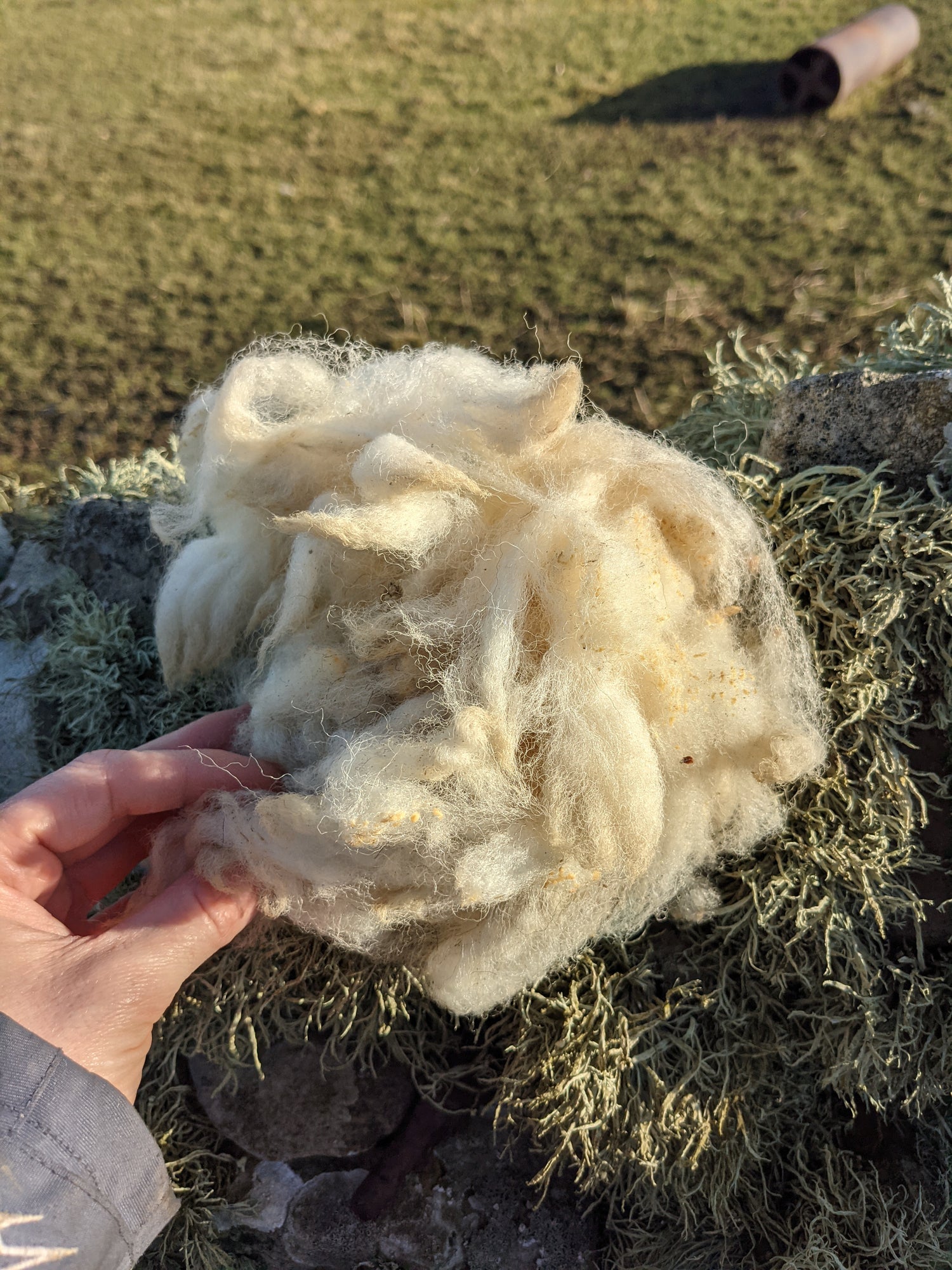 Bird Nesting material 100% British wool