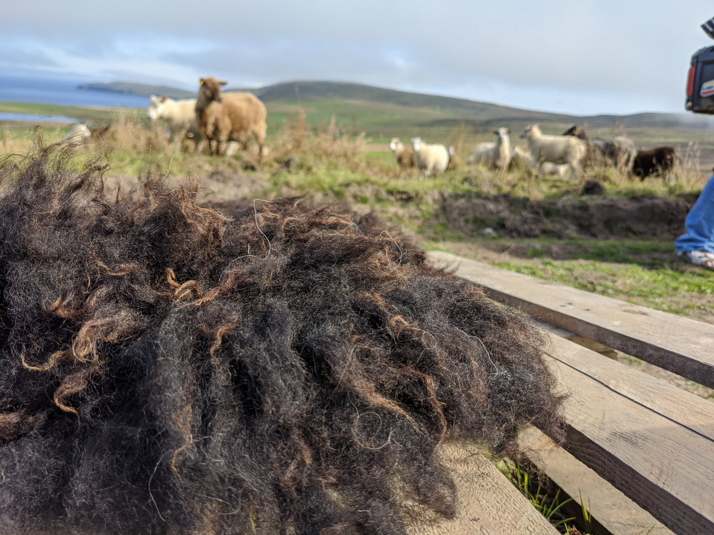 Detail of black shetland vegetarian rug. This shows the dark brown to black colours and the curly texture of the rug.