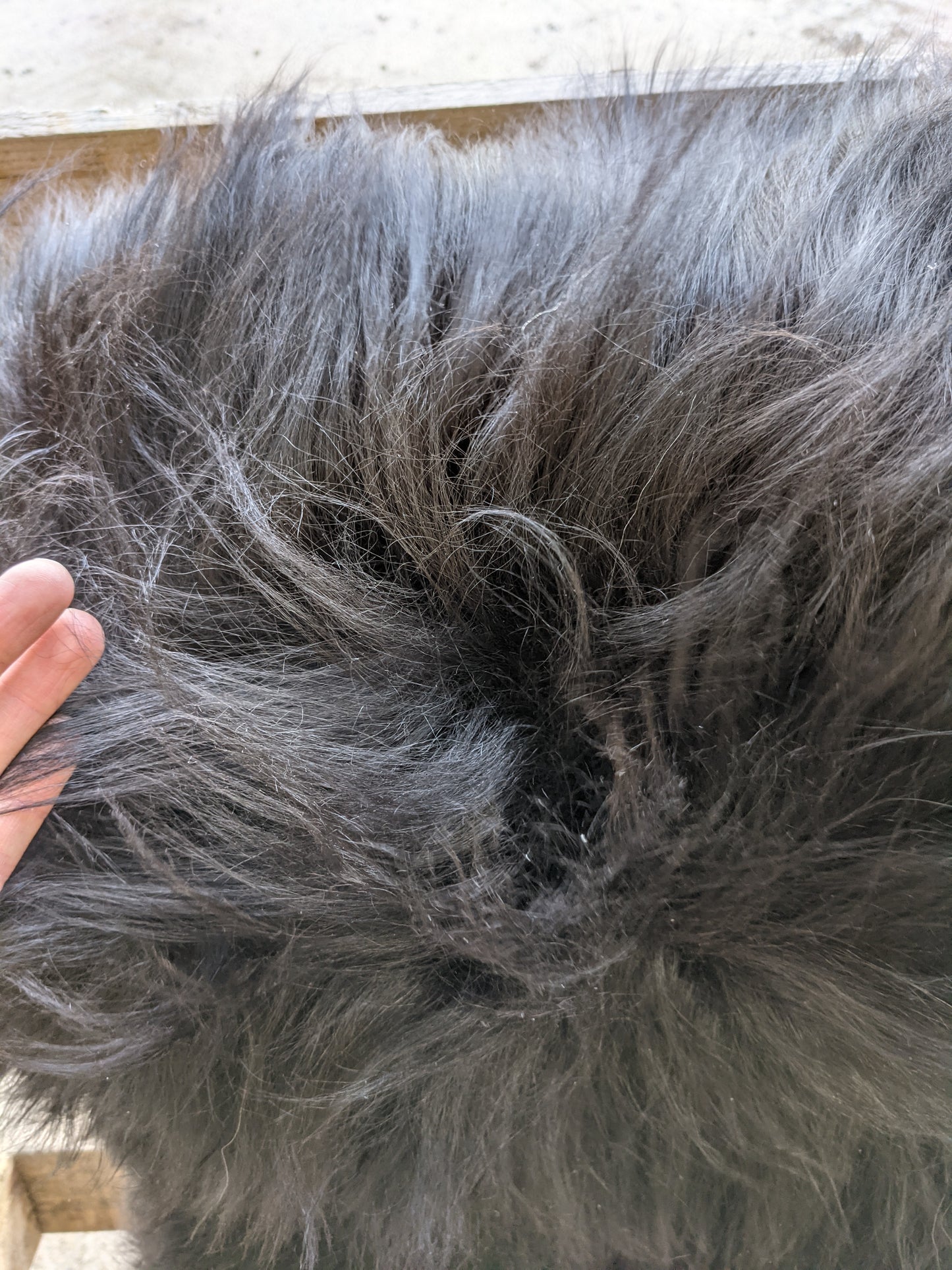 Close up of the 6 inch fur on Black Sheepskin Rug