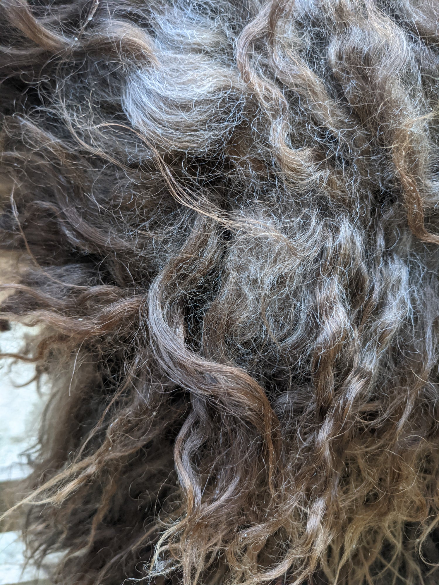 Close up of Curly Brown Sheepskin Rug