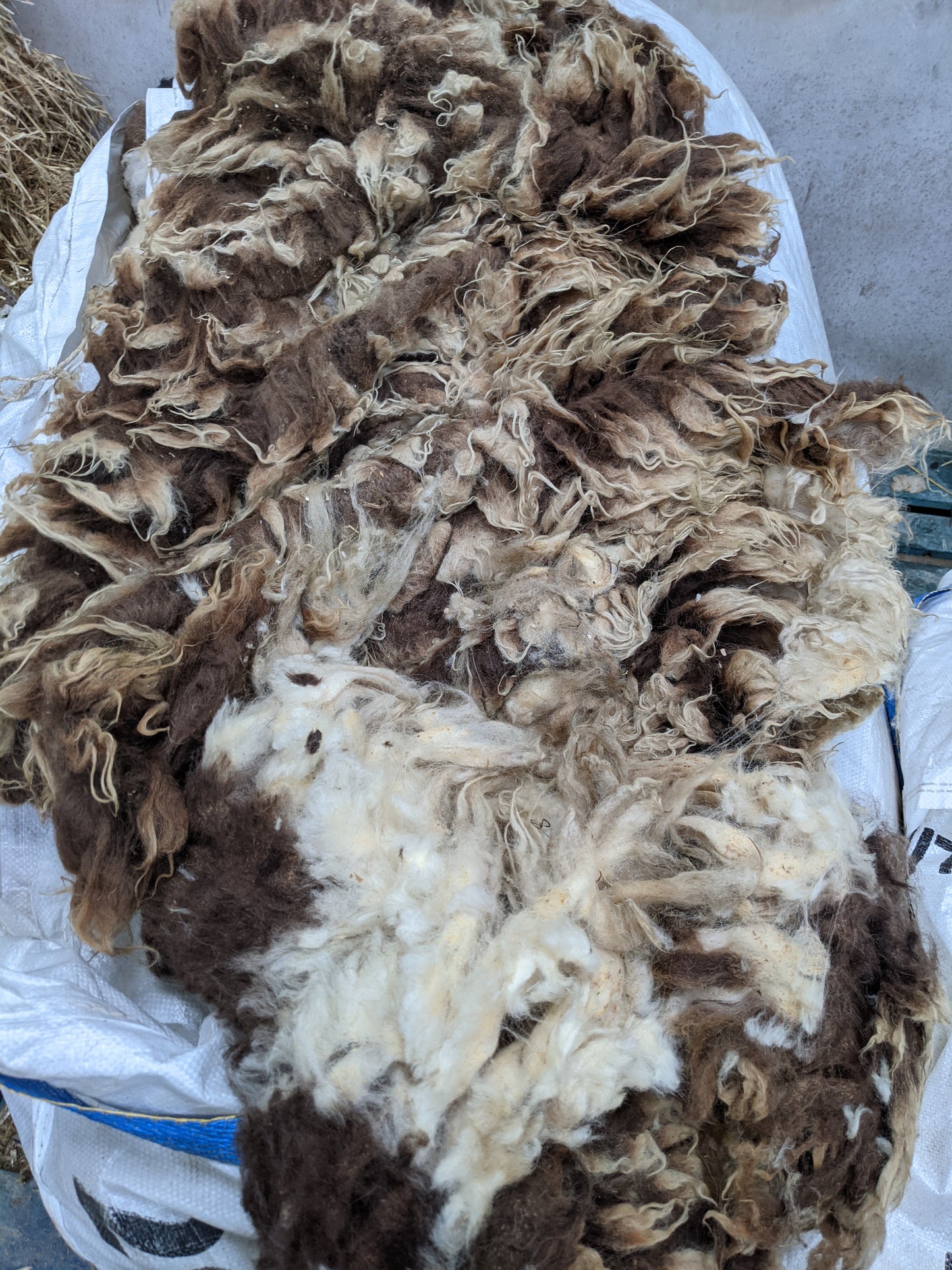 Moorit Shetland Lambs Fleece