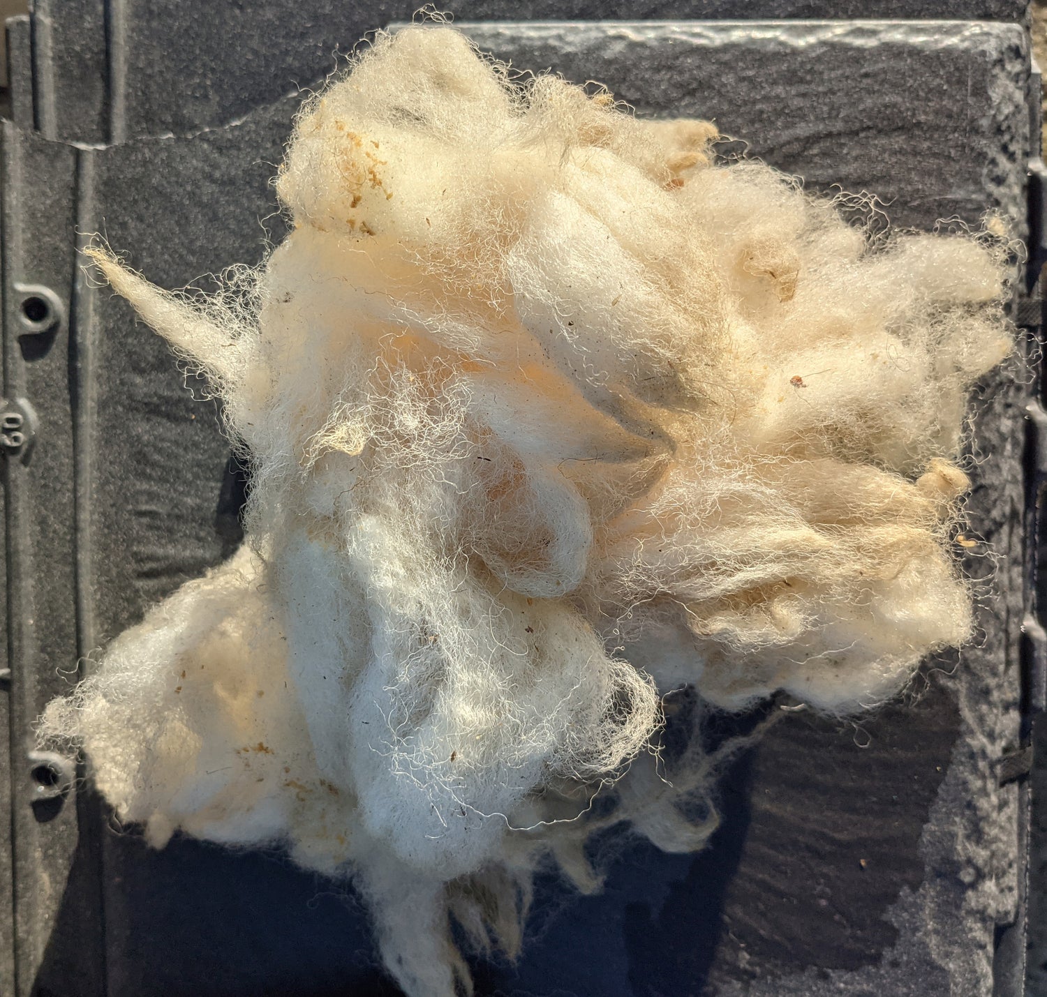 White sheep wool for bird Nesting material from British native breed sheep. 