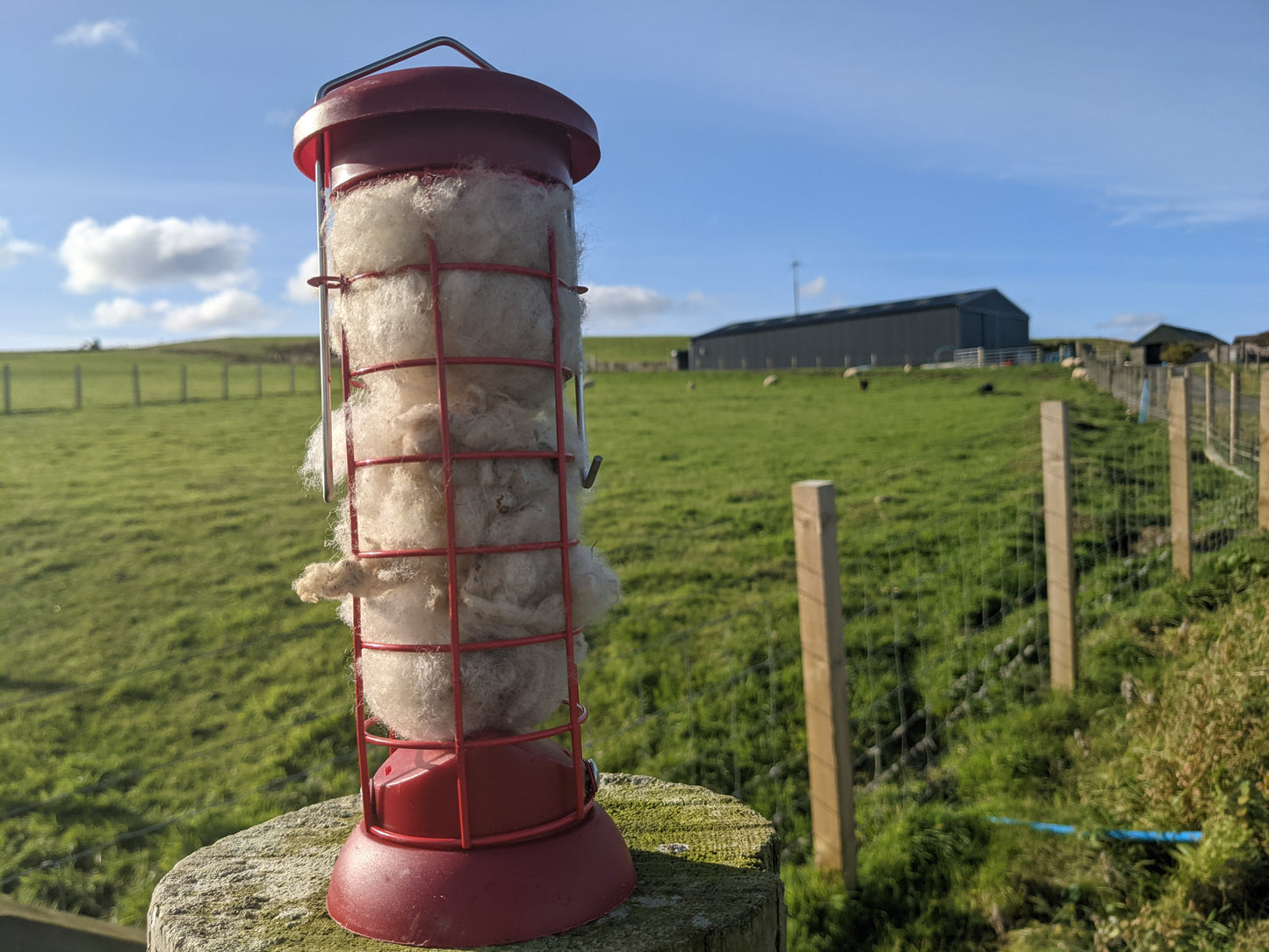 Unwashed sheep wool in holder for wild birds to access for their nests