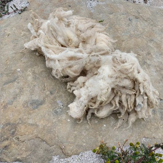 White Shetland Fleece