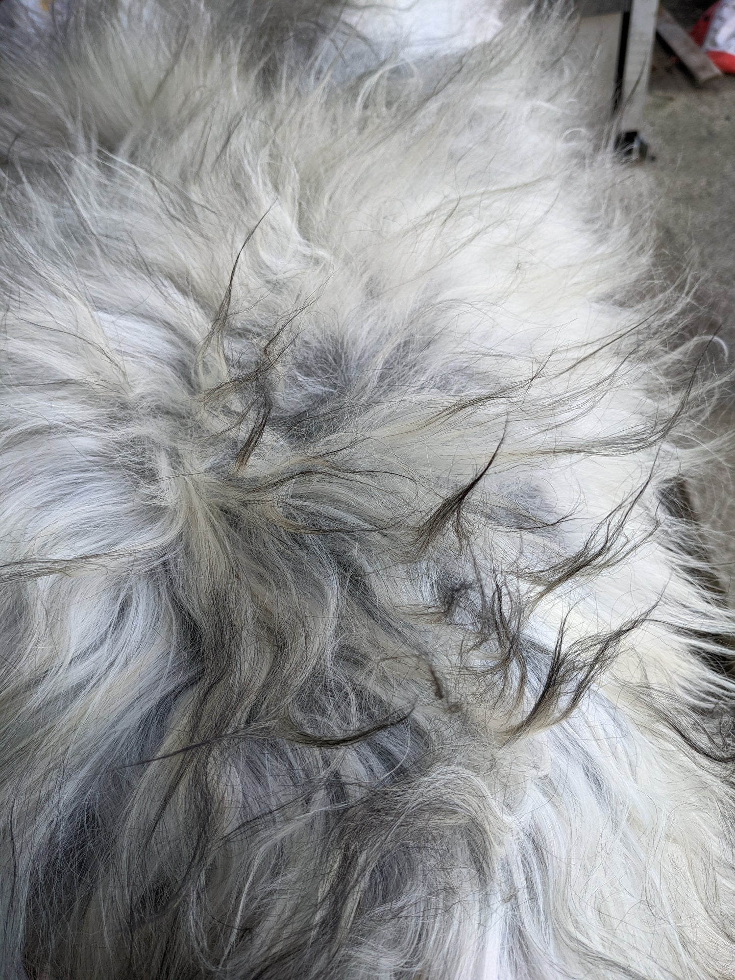 Texture of the fur of grey sheepskin rug