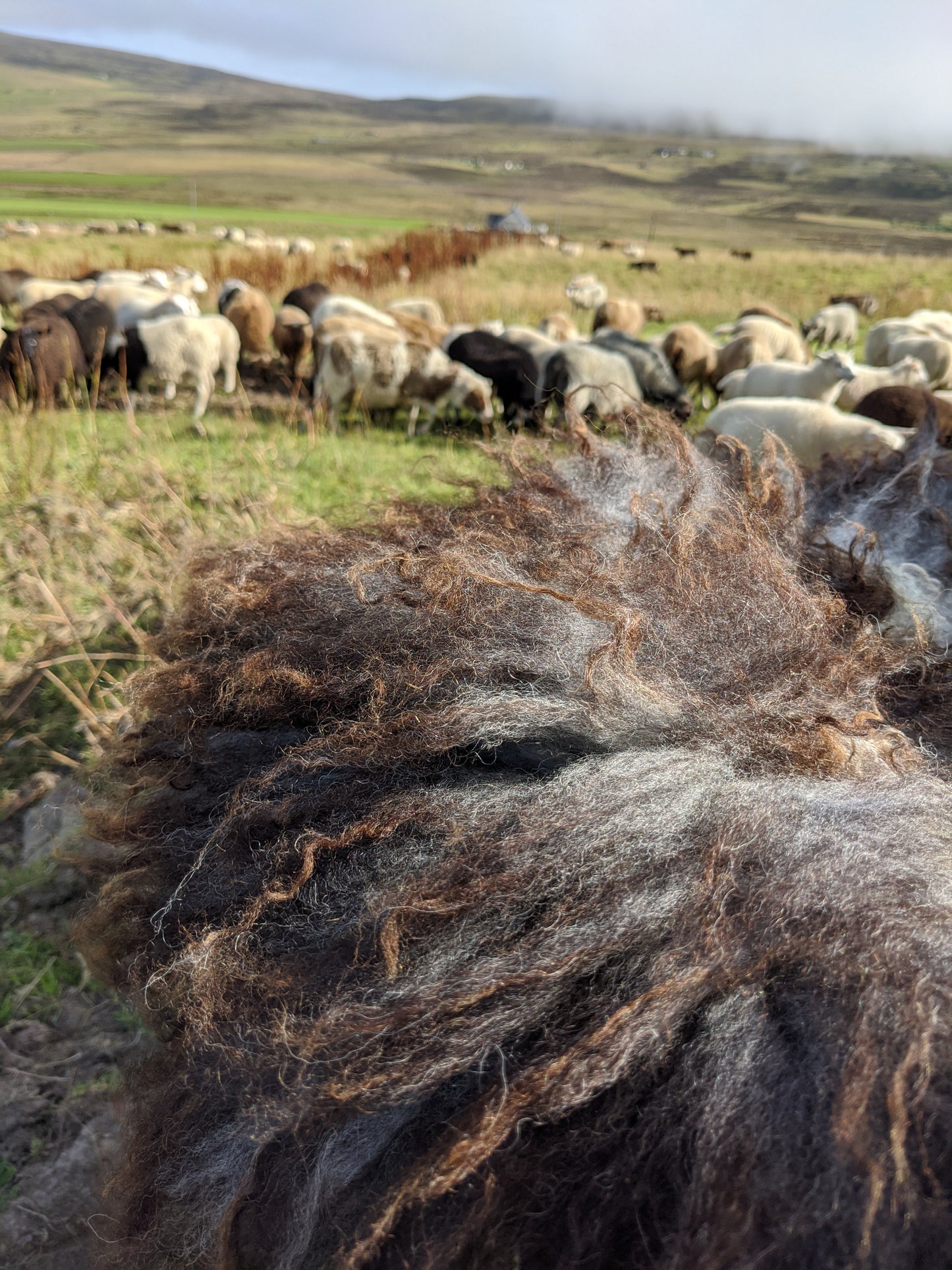 Colour variation in the felted vegetarian rug. This shows dark brown and grey tones with our sheep behind.