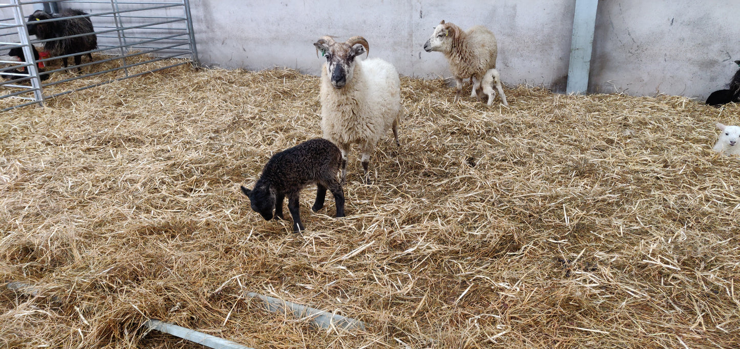 White Boreray Fleece