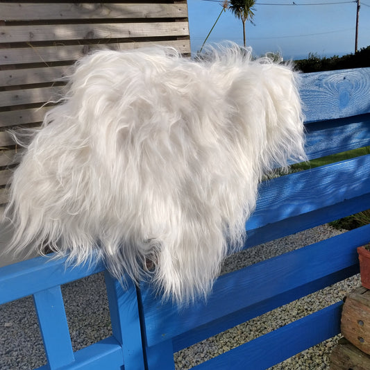White sheepskin in natural light showing variation of colour of an undyed skin