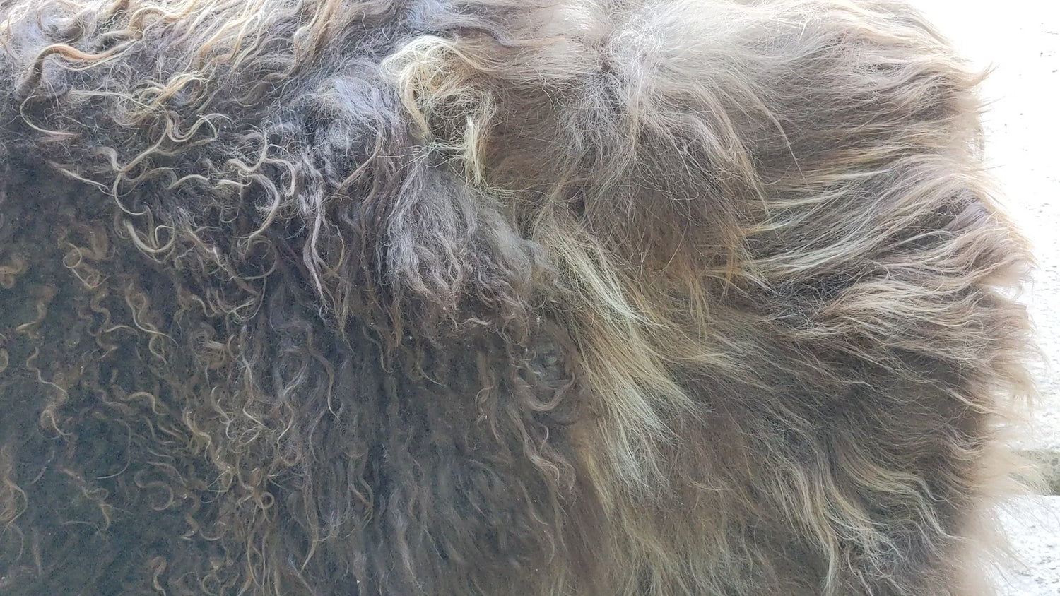 Video showing the detail of the texture of 3 different brown sheepskin rugs